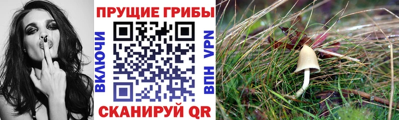 Галлюциногенные грибы мухоморы  сколько стоит  кракен ONION  Болхов 
